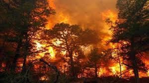 РУЖА ЛЮБЕНОВАСъс снимки!	 Двайсет и пет декара смесена гора изгоря